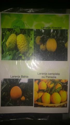 Laranjas mexericas e limão.