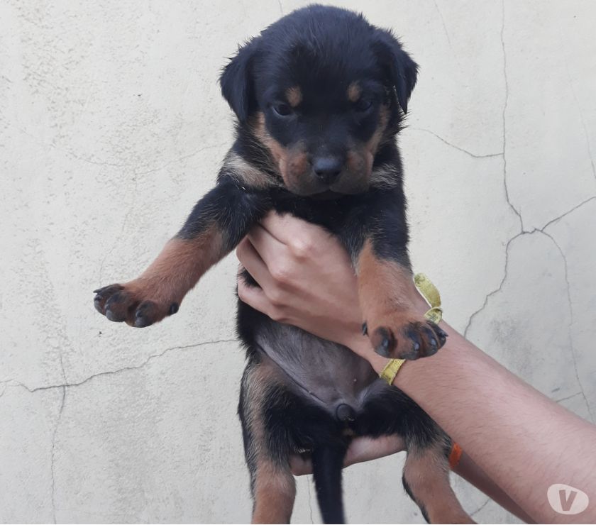 Filhotes Rottweiler