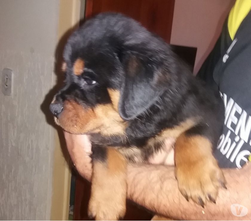 Venda de filhotes de rottweiller