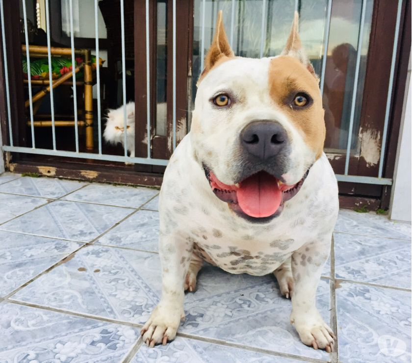 Filhotes de American Bully