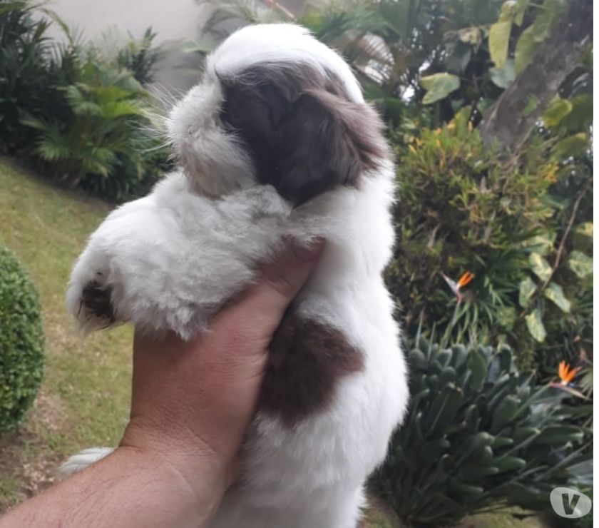 Shih Tzu filhotes miniatura (parcelo nos cartões)