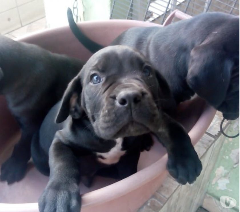 Cane corso barato