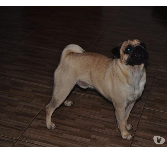 Filhotes de pug macho