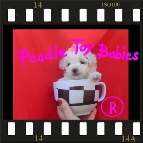 LOVPUPPIES KENNEL POODLE MICRO E POODLE TOY