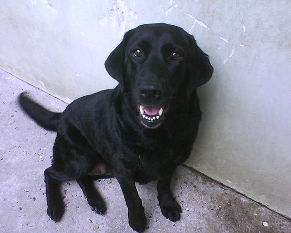 Labradora Retrivier