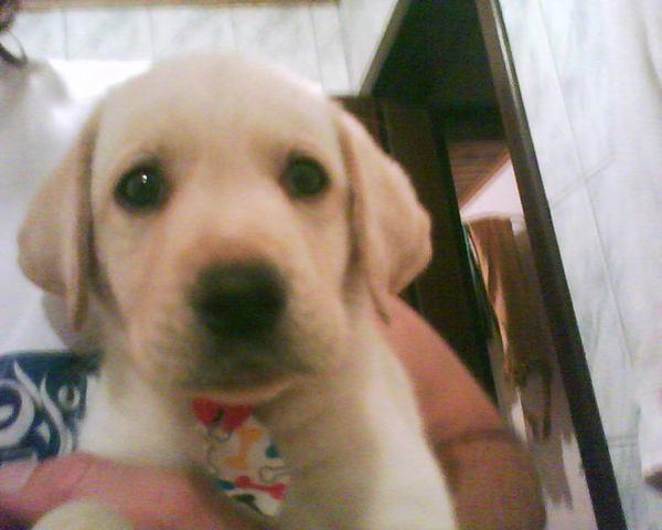 Vendo lindo filhote de labrador bege