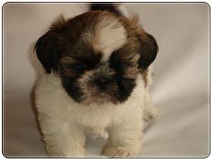 venda de filhotes de shih tzu, filhotes de shih tzu a venda,