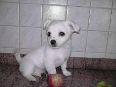CACHORROS DE MINI CHIHUAHUA