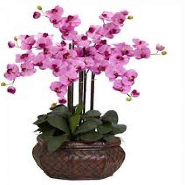 COMO CUIDAR DE ORQUIDEAS