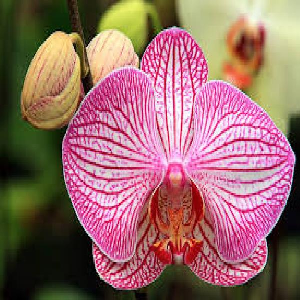 Como combater pragas e insetos nas orquídeas