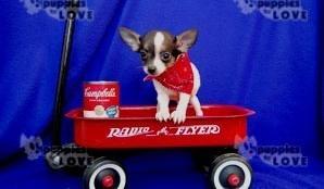 Encantar doce Cachorrinhos de chihuahua para Adoção