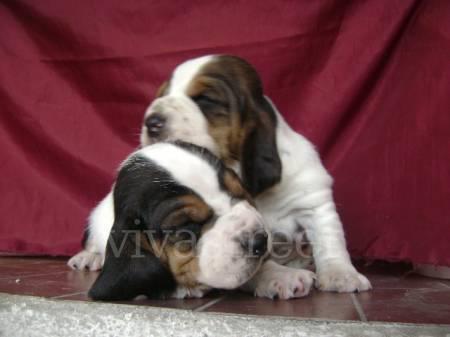 FILHOTES DE BASSET HOUND