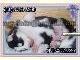 FILHOTES DE HUSKY SIBERIANO COM ALTA QUALIDADE