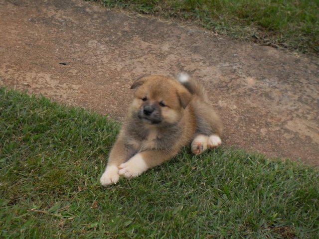 Filhote AKita Inu, Criação especializada, canil