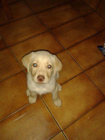 Filhote de Labrador Macho com 45 dias