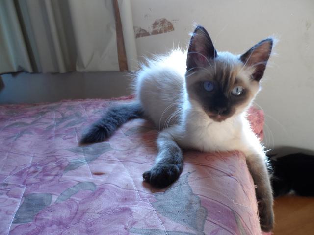 Filhotes Gato Ragdoll