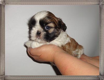 Filhotes adoráveis de shih tzu a venda