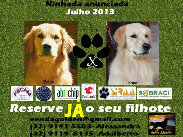 Filhotes de Golden Retriever