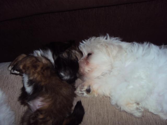 Filhotes de Maltês, Poodle e Shih tzu