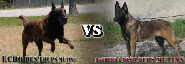 Filhotes de Pastor Belga Malinois - Pais Importados da