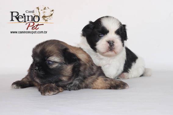 Filhotes de Shih tzu