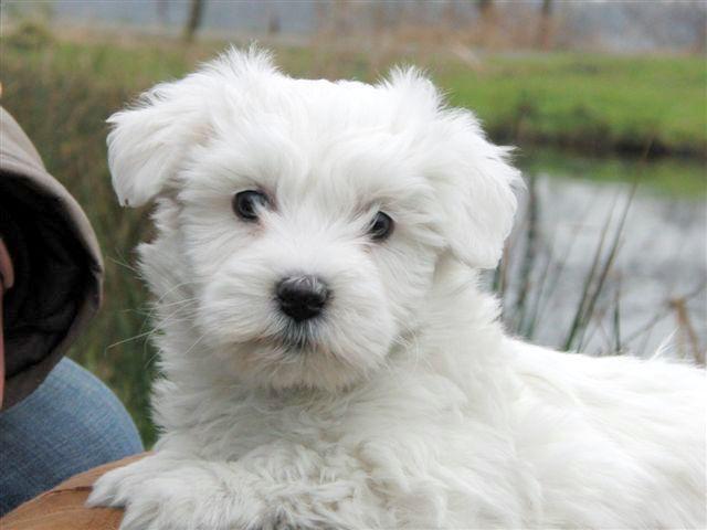 Filhotes de cachorro Maltês cadastrados.
