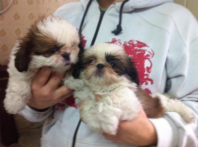 Lindos Filhotes De Shih-tzu A Pronta Entrega E Em Varias