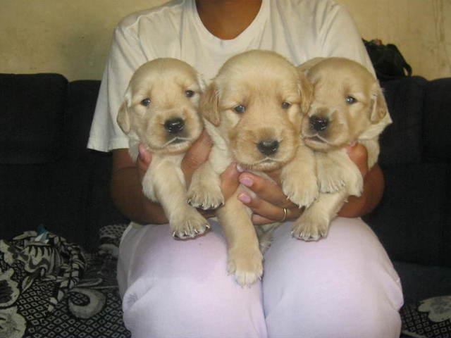 Lindos Filhotes Golden Retriever c/ Pedigree nascidos em