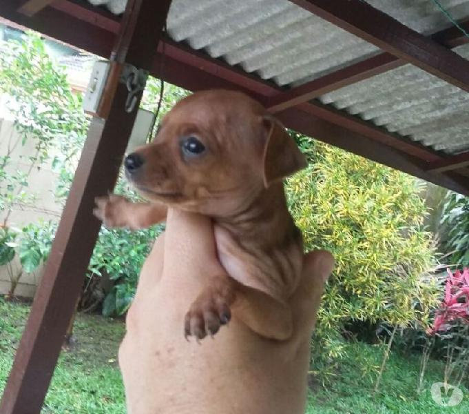 Pinscher 0 filhotes (parcelo nos cartões)