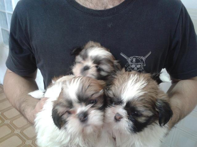 SHIH-TZU, lindos filhotes com 50 dias