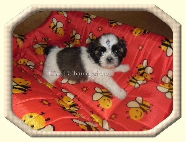 Shih-Tzu Lindos Filhotes