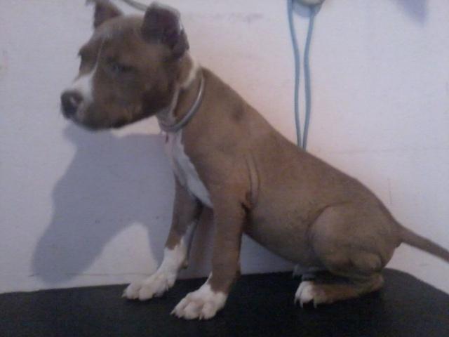 Vendo filhote de pit bull red nose chocolate (thompson)
