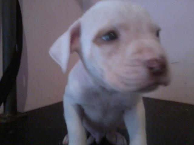 Vendo filhotes de pit bull exelente linhagem