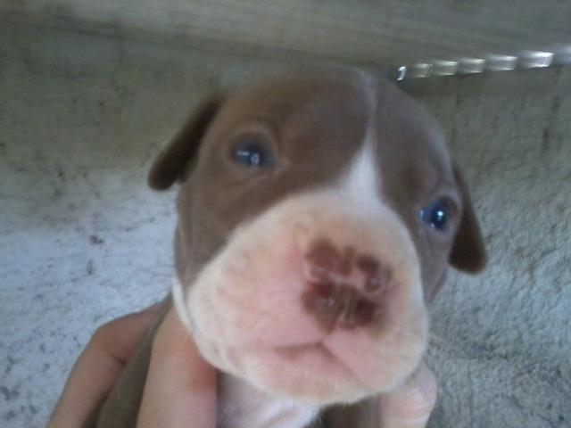 Vendo filhotes de pit bull red nose linhagem thompson