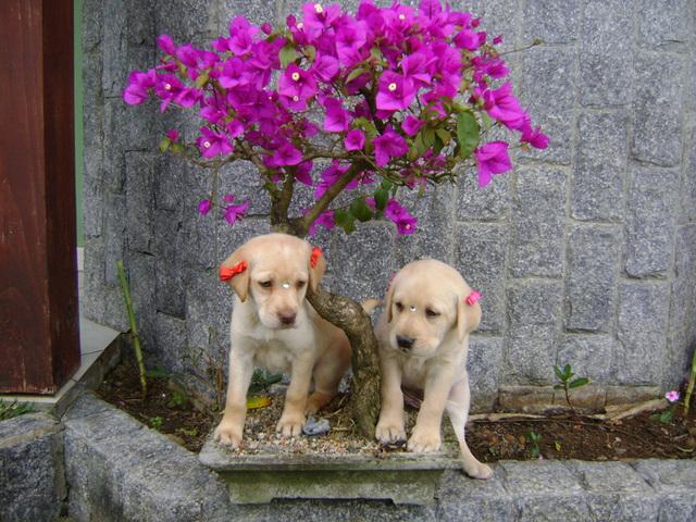 lindos filhotes de labrador