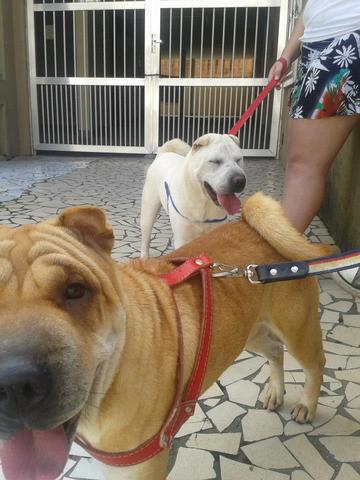 lindos filhotes de shar pei a pronta entrega e para reserva,