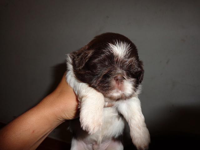 vendo lindos filhotes de shih tzu