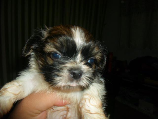 vendo shitzu micros linhagem chocolate ultimos