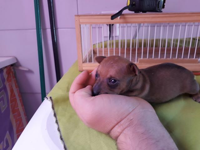 Cachorrinho pinscher