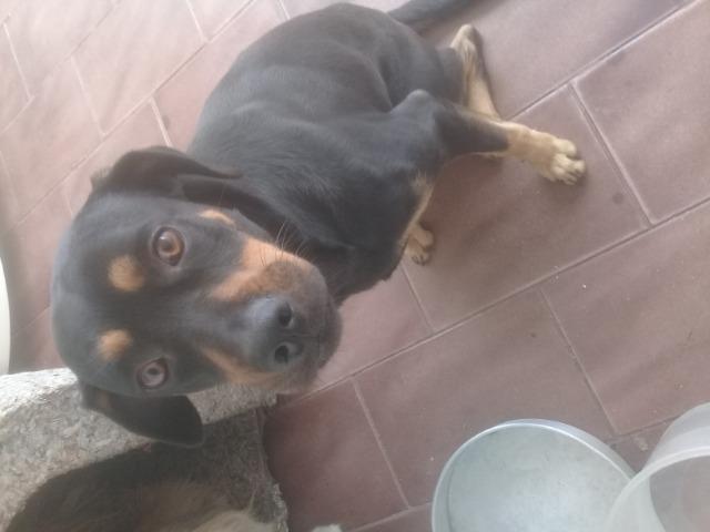 Cachorro