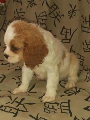 Cavalier King Charles Spaniel fêmea blenheim