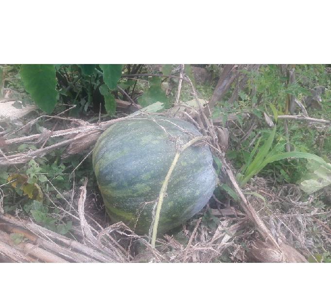 Chácara em Sapucaí Mirim-MG, com 2,0 Hectares