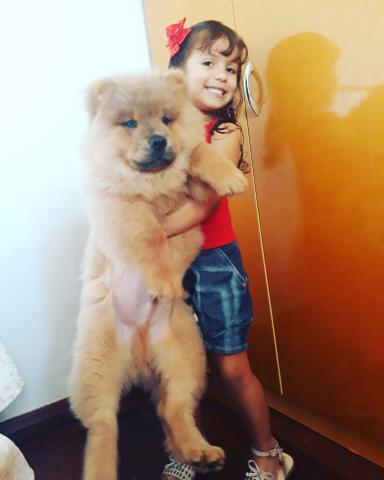 Chow chow