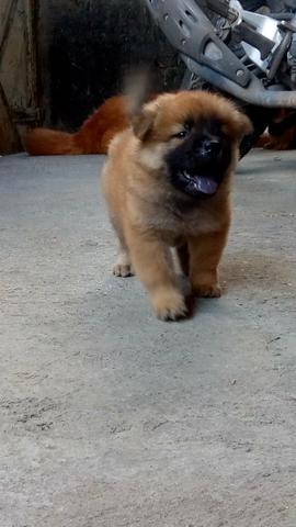 Chowchow