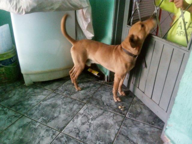 Doa cachorro p\ sitio