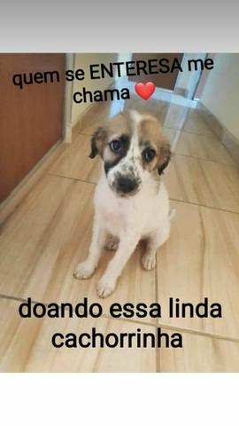 Doando essa linda cachorrinha