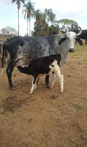 Dou ou vaca leiteira com bezerro novo