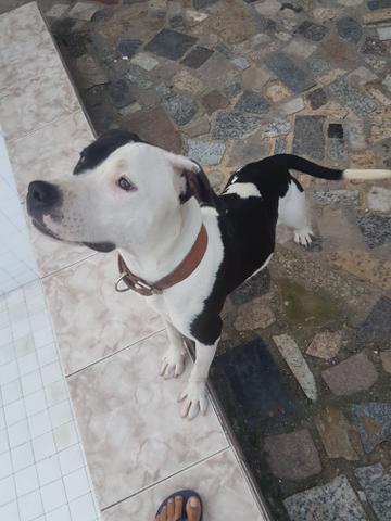 Filhote Pitbull