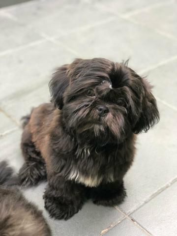 Filhote macho de Shih tzu