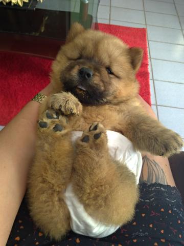 Filhotes Chow Chow